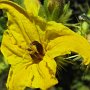 Buffalo Bur (Solanum rostratum): Native to Mexico, it is considered a noxious weed in some states.